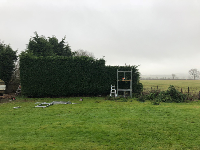 hedge cutting