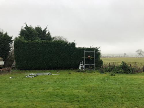 hedge-cutting