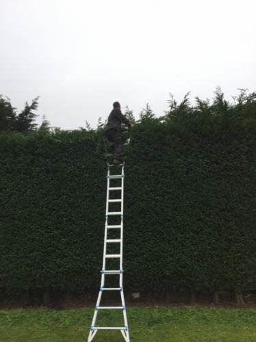 hedge-trimming